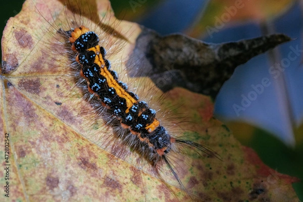 Fototapeta close up of caterpillar