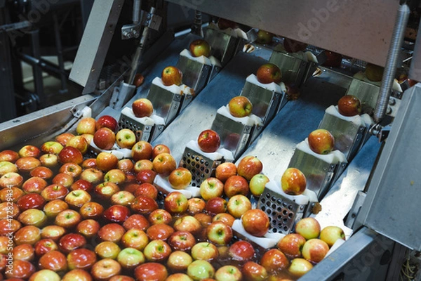 Fototapeta Clean and fresh apples before grating and cutting in food processing facility.