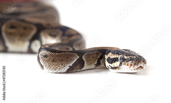 Fototapeta Portrait of python snake