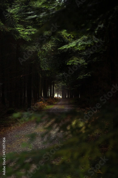 Obraz Mystique forest road