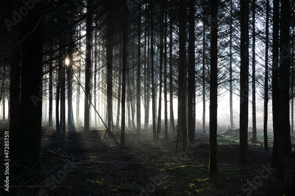 Obraz Foggy Forest #1