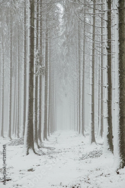 Obraz Winter Forest #2