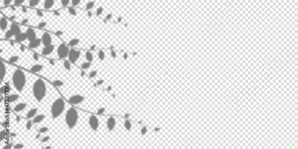 Obraz Shadow ivy and leaves mockup