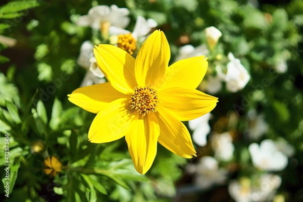 Fototapeta Słoneczko