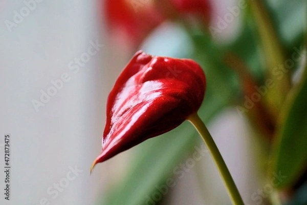 Fototapeta Anturium