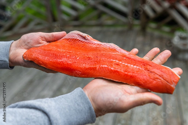 Fototapeta Macro closeup of man hands holding showing raw sockeye salmon previously frozen fillet storebought at supermarket store from butcher outside