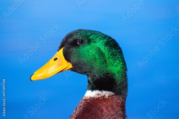Obraz Duck