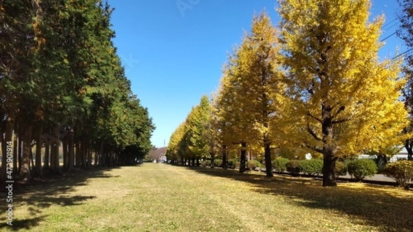 Fototapeta 黄色く紅葉した美しい銀杏並木