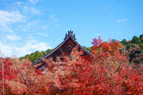 Fototapeta 赤い紅葉と青い空と寺の屋根