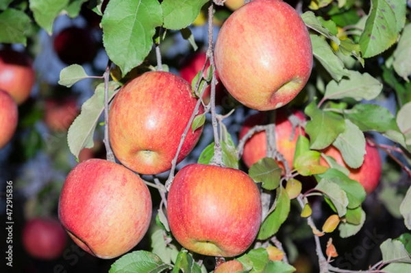 Fototapeta りんご畑