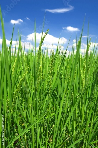 Fototapeta 稲穂が出来始めた夏の田圃風景