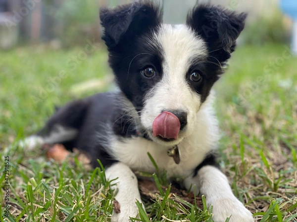 Fototapeta Cute border collie puppy