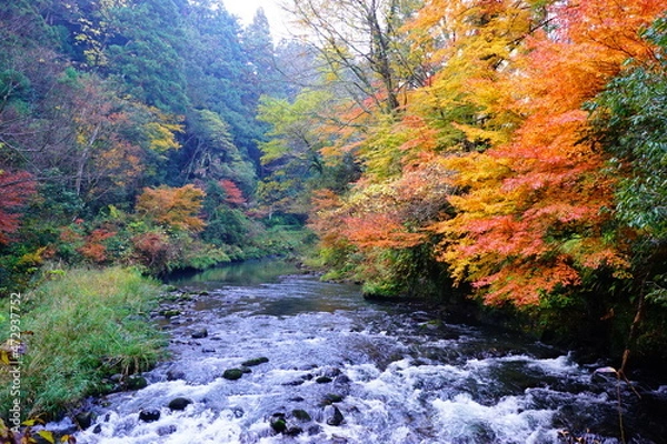 Obraz 鶴仙渓の紅葉
