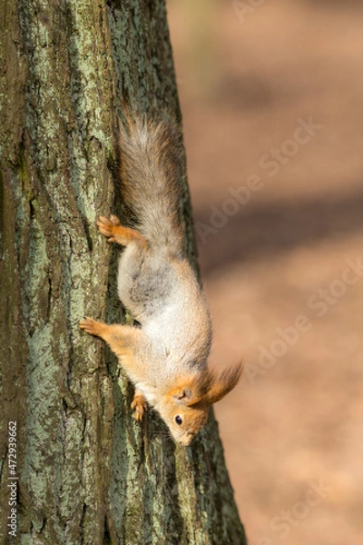 Obraz squirrel on a tree trunk