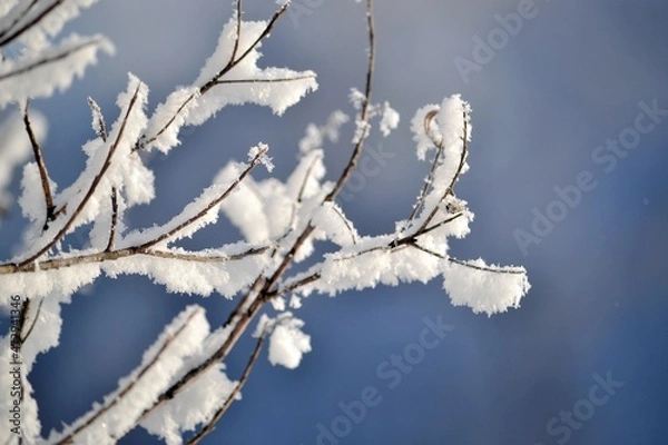 Obraz branches covered with snow