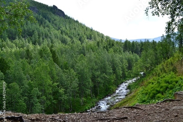 Obraz forest in the mountains