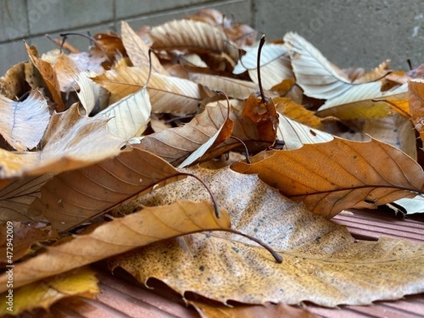 Obraz fallen autumn leaves