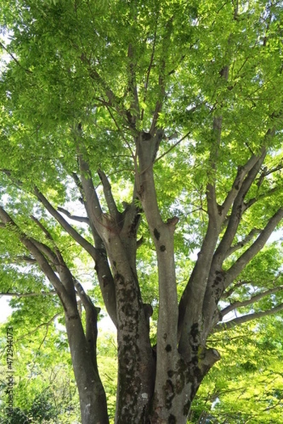 Fototapeta 夏の公園の欅と青空