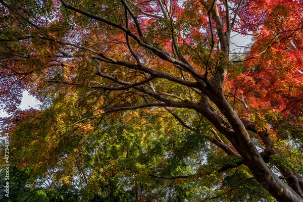 Obraz 色とりどりの秋の葉