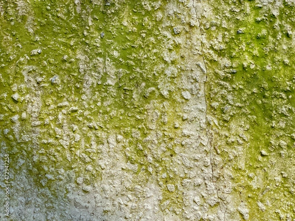 Obraz green moss on white cement wall