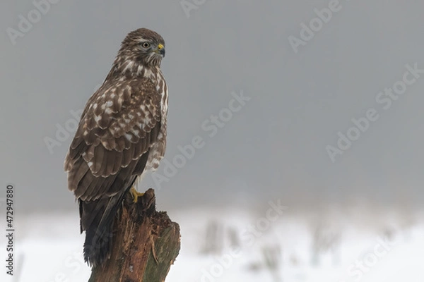 Fototapeta Myszołów