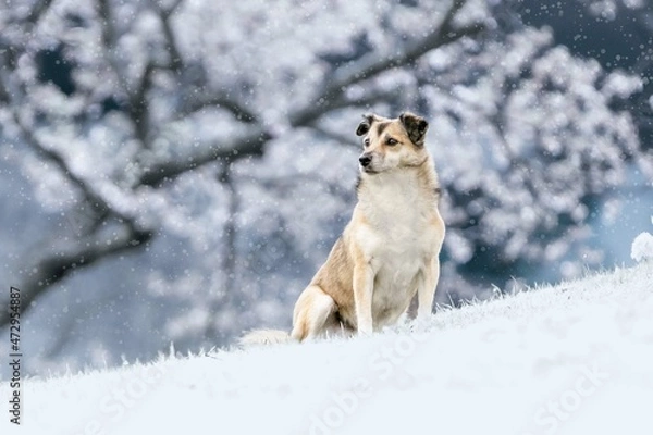 Obraz Lilly im Winterwonderland