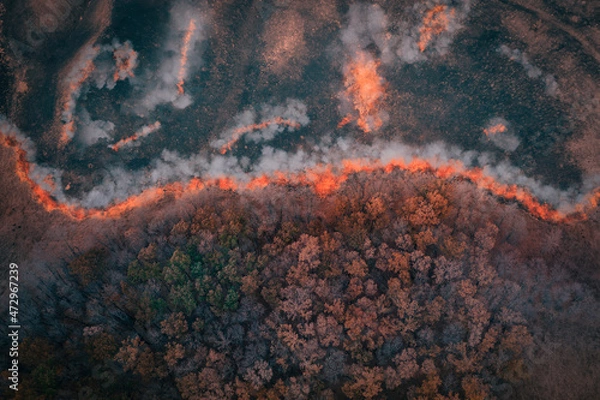 Fototapeta A strip of Dry Grass sets Fire to Trees in dry Forest: Forest fire - Aerial drone top view. Forest fire: fire with smoke from the height of a bird flight.