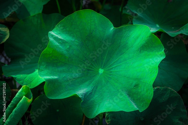 Obraz lotus leaf in the pond