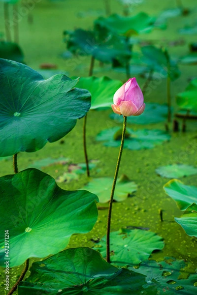 Obraz lotus and lotus leaf in the pond