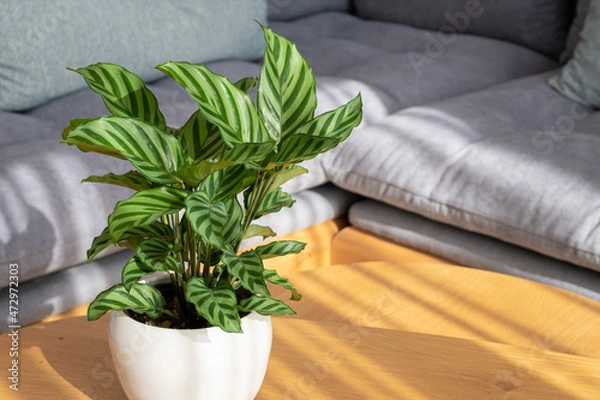 Fototapeta Calathea Freddie (Calathea concinna) plant in modern interior house
