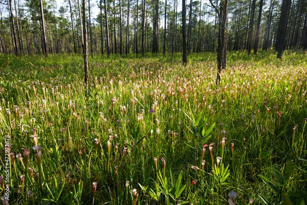 Fototapeta Field of the white pitcher plant, Sarracenia leucophylla pitchers in longleaf pine forest, Alabama, USA