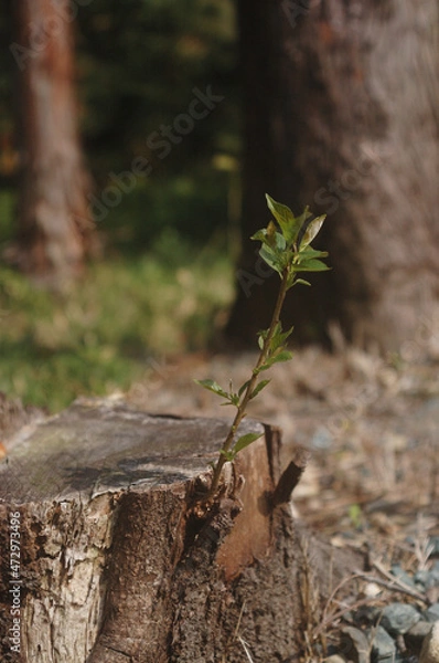 Obraz 植物の生命力の強さ