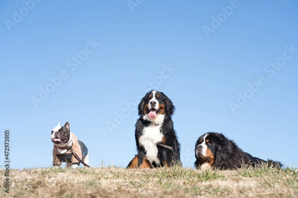 Obraz 晴天の芝生で集合する犬たち