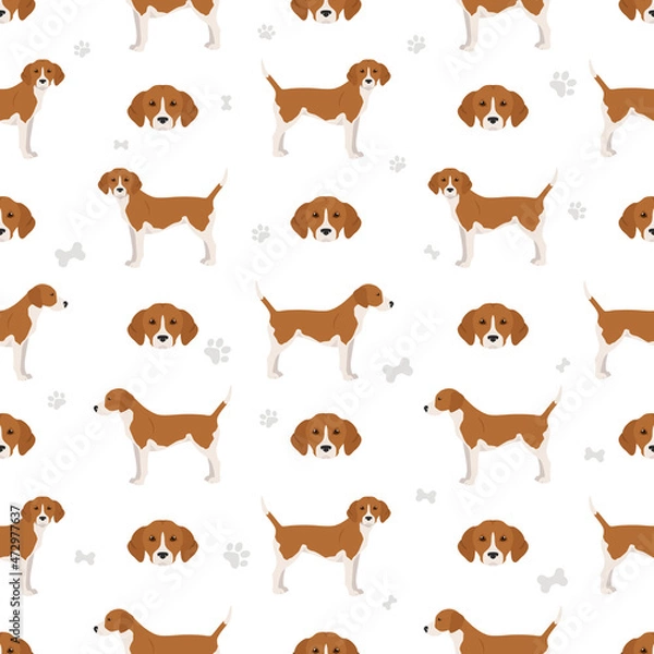 Fototapeta Harrier dog seamless pattern. Different poses, coat colors set