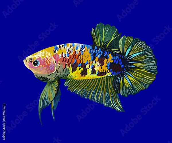 Obraz Drawing koi betta fish, art.illustration, vector