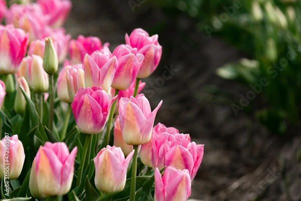 Fototapeta Beautiful and colorful flowers in spring with tulips in The Netherlands