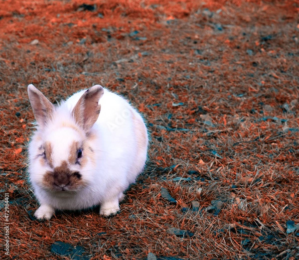 Fototapeta A beautiful spotted rabbit is eating grass on the lawn. A rare breed of rabbits.