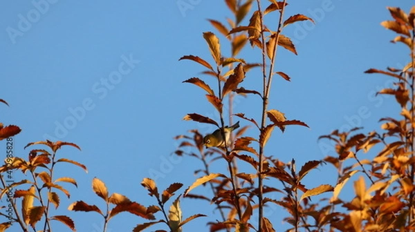 Fototapeta 朝日を浴びているメジロの写真