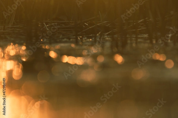 Obraz A sunset lake with reed flowers. 