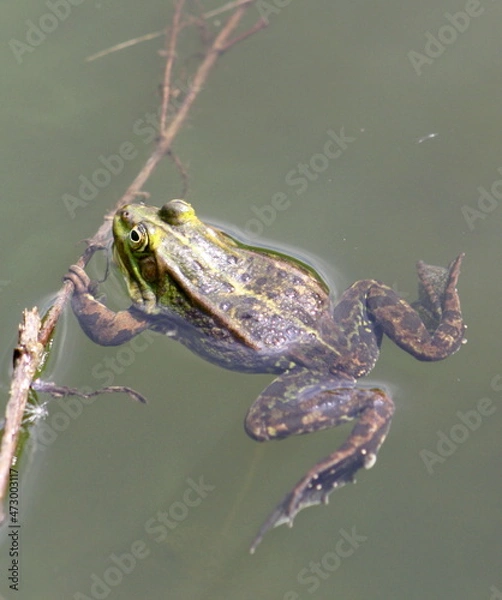 Obraz Frosch