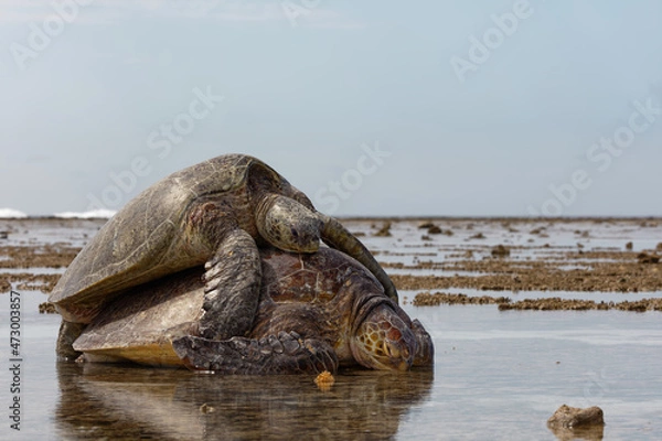Fototapeta Grüne Meeresschildkröten bei der Kopulation im Halbprofil
