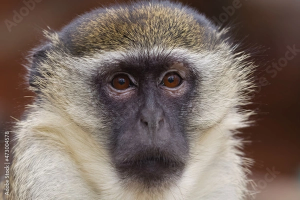 Obraz ZOO Green monkey closeup portrait 