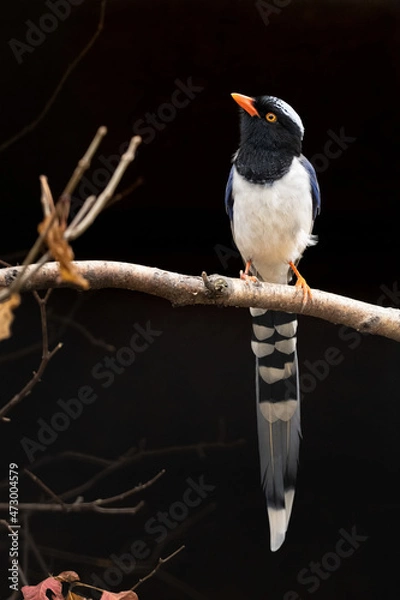 Obraz Red-billed Blue Magpie on black background