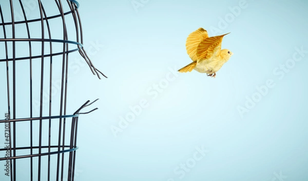 Obraz Canary escapes from bird cage.