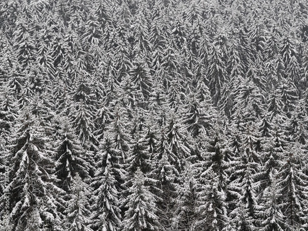 Obraz Nadelwald im Winter