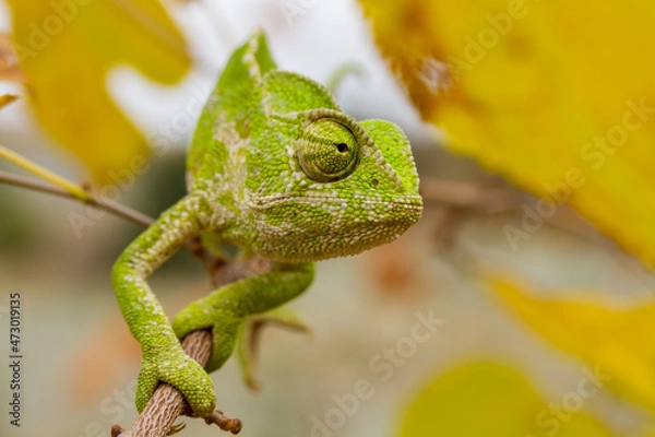 Fototapeta A closeup of the common chameleon or Mediterranean chameleon, Chamaeleo chamaeleon