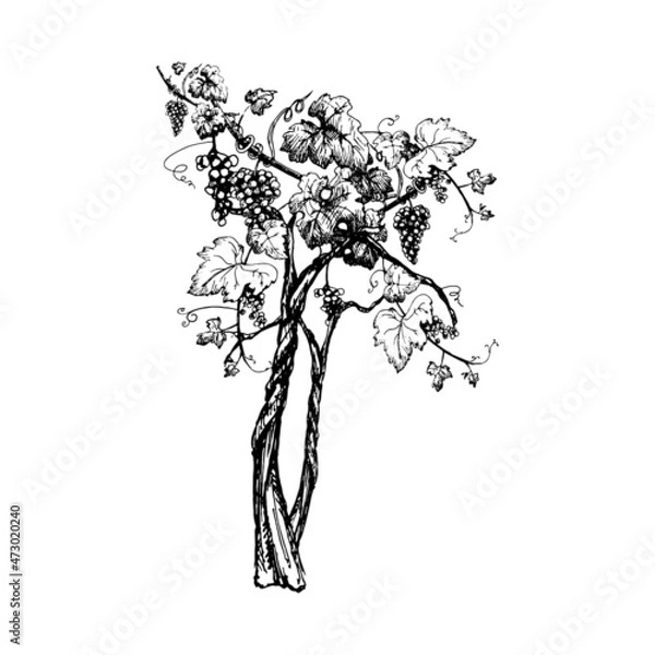 Obraz Vine grapes with berry and leaves. Vintage hatching black monochrome