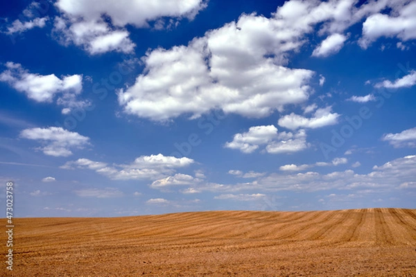 Fototapeta Agricultural landscape with stubble after harvest during summer