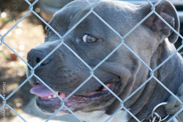 Obraz Pitty behind bars