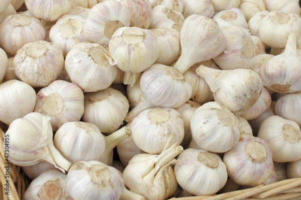 Obraz Fresh Garlic Bulbs